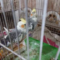 عروس هلندی سخنگو