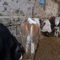 گوساله|حیوانات مزرعه|ایجرود, |دیوار