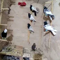 کبوتررنگه و آلمانی پرشی