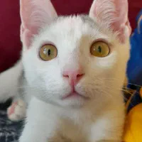 واگذاری بچه گربه