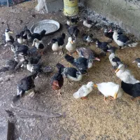 اردک اسراییلی جواان 210|حیوانات مزرعه|گوراب زرمیخ, |دیوار