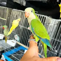 فروش ملنگو راهب کاسکو گیرینچیک برزیلی شاه طوطی|پرنده|تهران, جیحون|دیوار