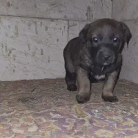 ی جفت مالینیوز بایک عدد توله ماده