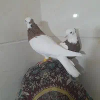 کبوتر|پرنده|اردبیل, |دیوار