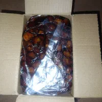 ۱۶ کارتون خرمایی خاصویی درجه یک