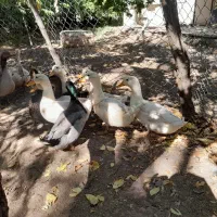 اردک
