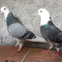 کبوتر شازده سبز دولابی شازده سیاه خال پیس قلمکار