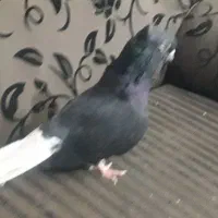 کبوتر پرشی تهرانی کله توپی|پرنده|هامون, |دیوار