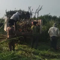 خریدانواع چوب