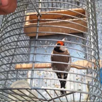 سهر جوجه قفس