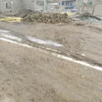 کودگوسفندی|خدمات باغبانی و درختکاری|همدان, |دیوار