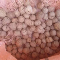 گردوی تازه امسالی کیلویی ۳۸۰