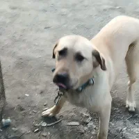 سگ دزدیده شده