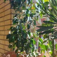 نخل ماداگاسکار|گل و گیاه طبیعی|شاهین‌شهر, شهرک گلدیس|دیوار