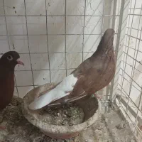 کبوتر دم سفید|پرنده|مشهد, شهرک امام هادی (شهرک غرب)|دیوار