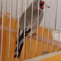 سهره