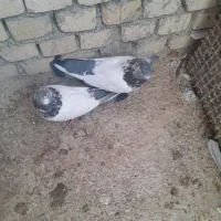 چند جفت کبوتر کله دم سبز|پرنده|کتالم و سادات شهر, |دیوار