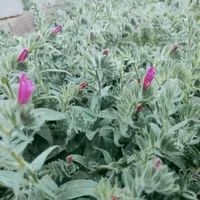 خونه ویلایی مبله