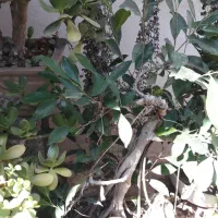 هویا بزرگ بنسای ژاپنی رتوزا|گل و گیاه طبیعی|رشت, باهنر|دیوار