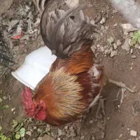 خروس محلی اصیل