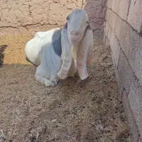 نر بز پاکستانی|حیوانات مزرعه|ششطراز, |دیوار