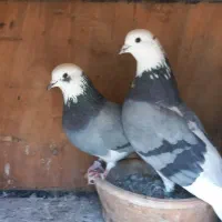 کبوتر شازده سبز ماده باخت رفته