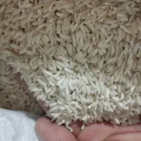 برنج طارم مجلسی