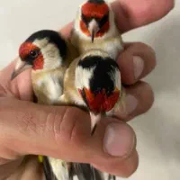 سهره نر قناری