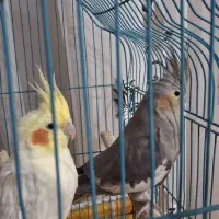 عروس هلندی نرو ماده