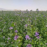 یونجه کوفته شده