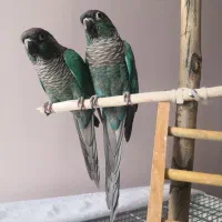 گرینچیک تراکوییس. راهب عروس هلندی. کاسکو.