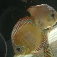 دیسکس نژاد وحشی