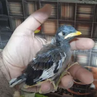جوجه مینا اصل شهریار شاه تخم جمله گو و پرحرف|پرنده|شهریار, |دیوار