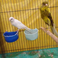 قناری|پرنده|فریم, |دیوار