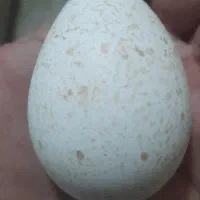 ده عدد تخم بوقلمون نطفه دار دونه ای ۷۰