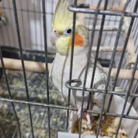 دوعدد عروس هلندی جفت با قفس به فروش میرسد