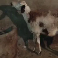 گوسفند پلنگی