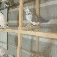 کبوتر|پرنده|رشت, چله خانه|دیوار