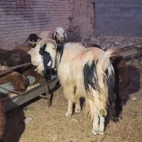 نر بز تخمی|حیوانات مزرعه|مشهد, مهدی آباد|دیوار