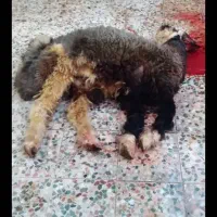 قصاب سیار برای ذبح گوسفند و گوساله  در تمام نقاط|خدمات پذیرایی، مراسم|مشهد, عبادی|دیوار