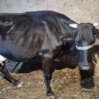 گاو با گوساله نر