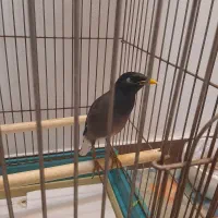 مینای سخنگو با قفس