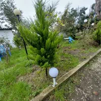 درختهای تزیینی