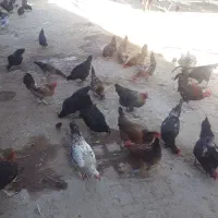 خروس و مرغ رسمی و تخم مرغ رسمی|حیوانات مزرعه|زارچ, |دیوار