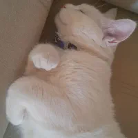 فروش گربه نر|گربه|یزد, |دیوار