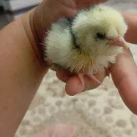 جوجه گلین گردن لختی برهما|حیوانات مزرعه|سنگر, |دیوار