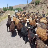 میش و بره نر ماده قوچ قزل قره قزل همو هترو