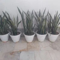 ۶ عدد گلدان سانسوریا