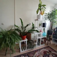 گل های آپارتمانی