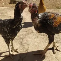 مرغ و خروس لاری